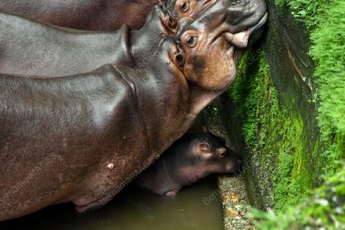 SPESIES BADAK AIR NIL DI ZOO TAIPING