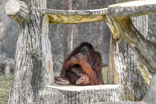 SAMBUTAN HARI ORANG UTAN SEDUNIA
