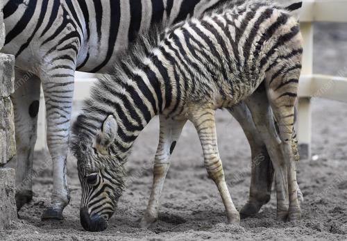 PK06_06102018_ZEBRA