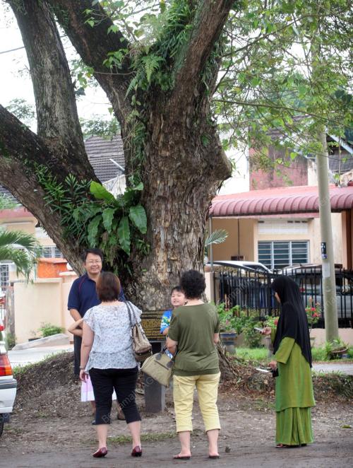 POKOK BERINGIN