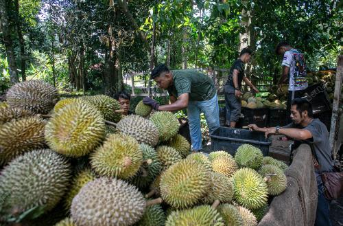 DURIAN BUKIT GOPENG