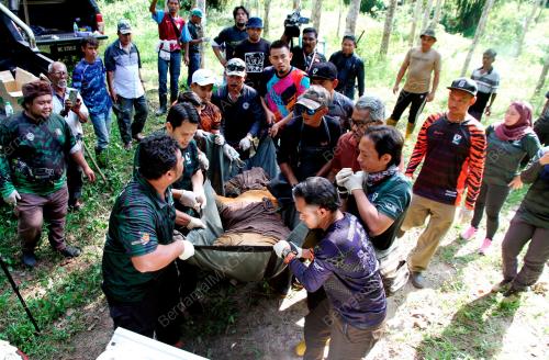 HARIMAU BERJAYA DITANGKAP