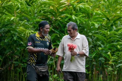ABD HALIM ABD MAJID