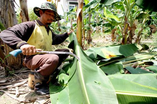 PK06_11092016_DAUN_PISANG