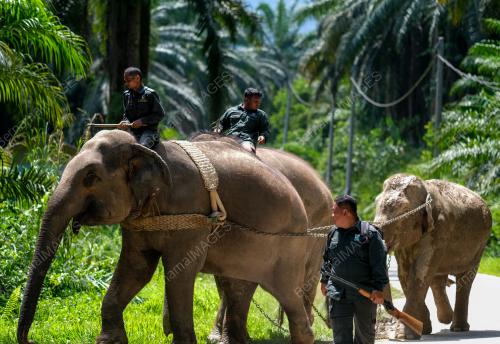 PINDAH GAJAH LIAR