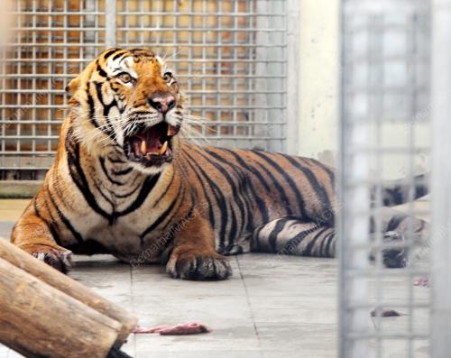 PK06_16022016_HARIMAU