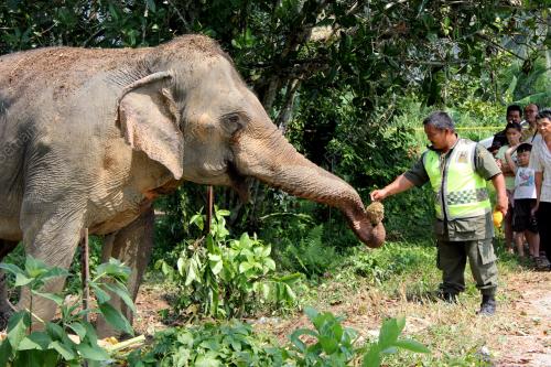 PK06_16062012_GAJAH