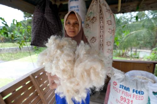 BANTAL KEKABU KUALA KANGSAR