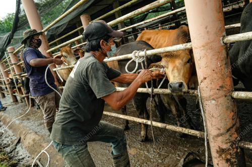 TINJAUAN SAMBUTAN AIDILADHA
