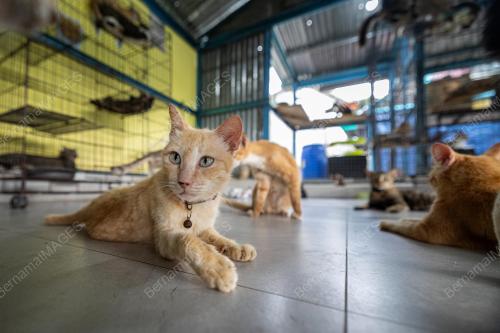 AKTIVIS_KUCING