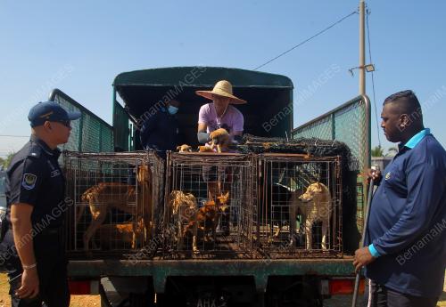 PUSAT PERLINDUNGAN ANJING LIAR