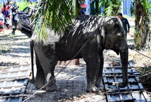 OPERASI PEMINDAHAN GAJAH LIAR