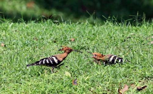 BURUNG HUPO