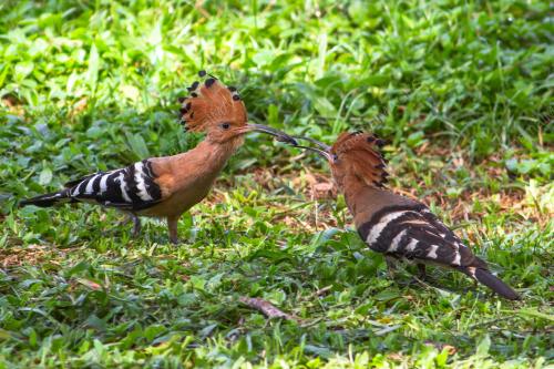 BURUNG HUD HUD