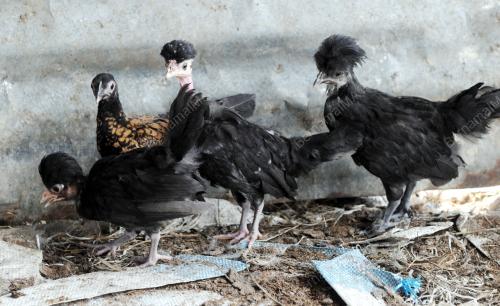 PK06_23072016_AYAM