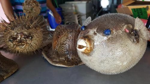 PK06_24072016_IKAN_BUNTAL