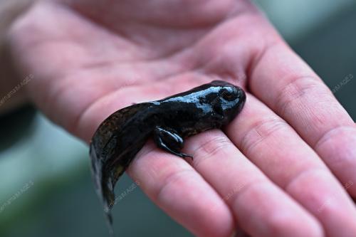 KATAK BULLFROG