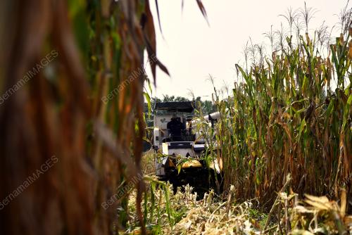 JAGUNG BIJIAN KAMPUNG REDANG SAWA