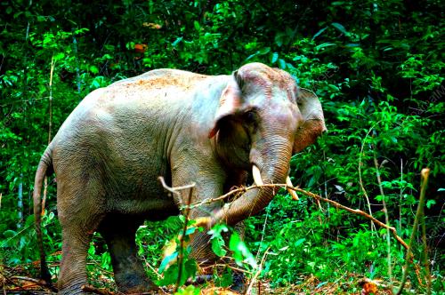 GAJAH