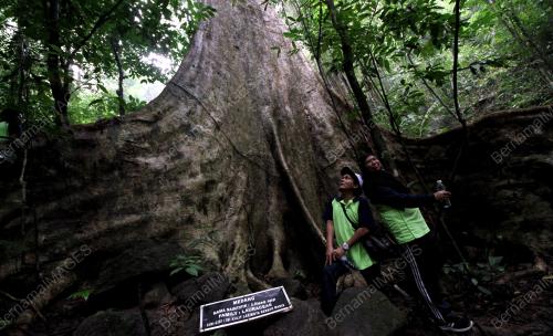 PK06_27102015_ROYAL_BELUM