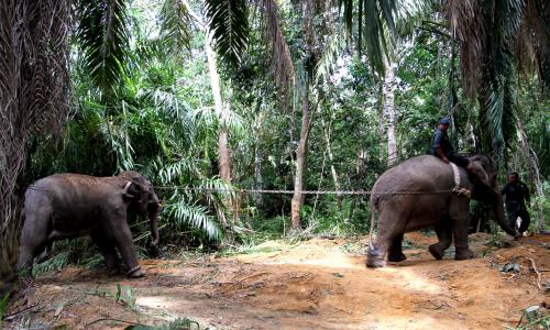 PK06_28012016_GAJAH_LIAR