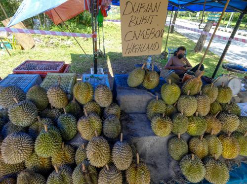 MUSIM RAJA BUAH TERKESAN EKORAN ARAHAN PKP