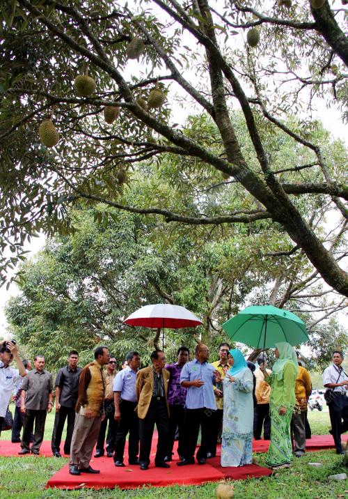 PK06_29112012_LADANG