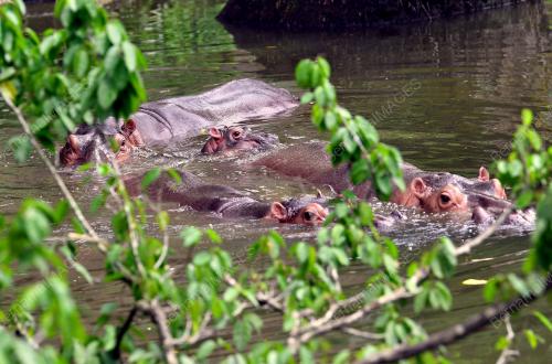 SPESIES BADAK AIR NIL DI ZOO TAIPING