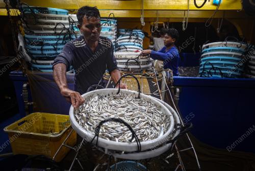 IKAN BILIS MATA BIRU