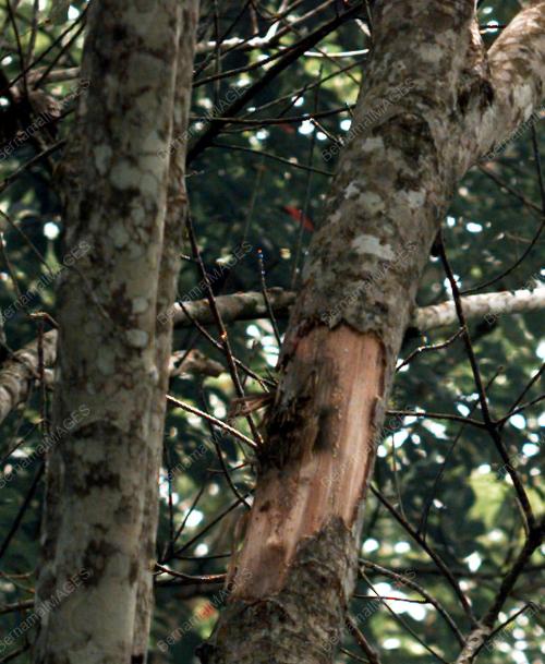 PK07-08_07_2000_PERAMPAS-POKOK_11012016