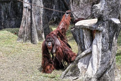 SAMBUTAN HARI ORANG UTAN SEDUNIA