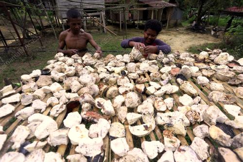 MASYARAKAT ASLI SUNGAI MERAH JUAL GETAH SEKERAP