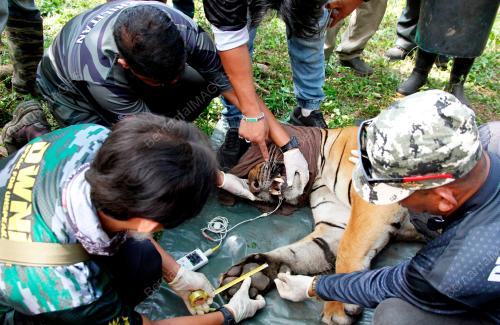 HARIMAU BERJAYA DITANGKAP