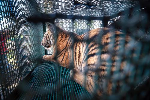 HARIMAU BELANG