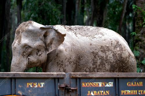 PINDAH GAJAH LIAR