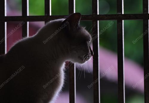 PK07_13022017_KUCING