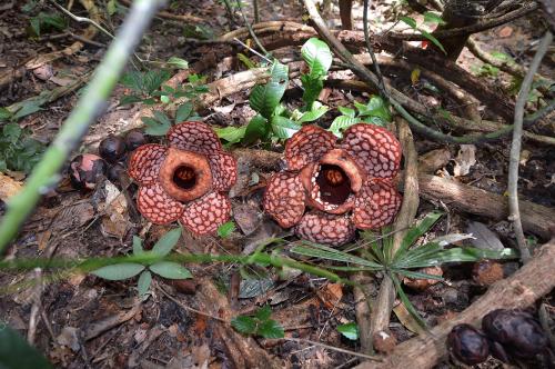 PK07_14022017_RAFLESIA