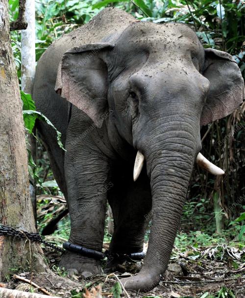 PK07_14062012_GAJAH