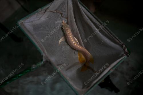 AROWANA