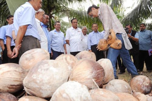 PK07_14122014_KELAPA
