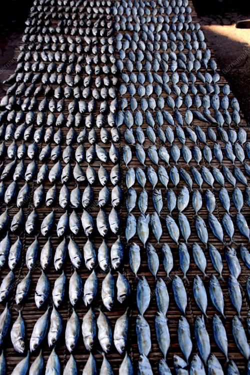IKAN MASIN