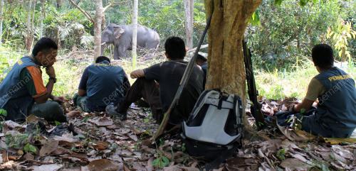 PK07_16062012_GAJAH