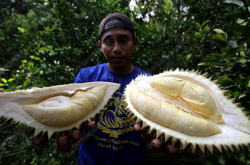 PENIAGA DURIAN JANTUNG