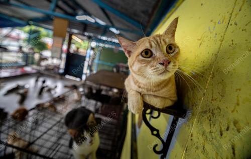 AKTIVIS_KUCING