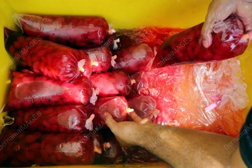 PENGUSAHA BUAH KANTOR RIDZUAN TALIB