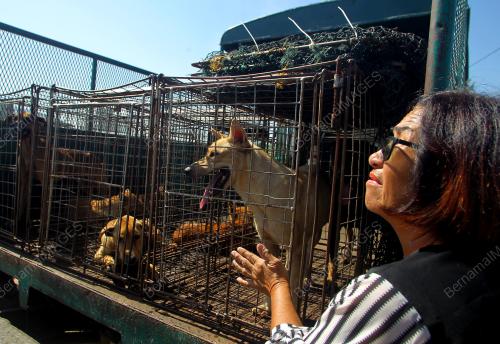 PUSAT PERLINDUNGAN ANJING LIAR