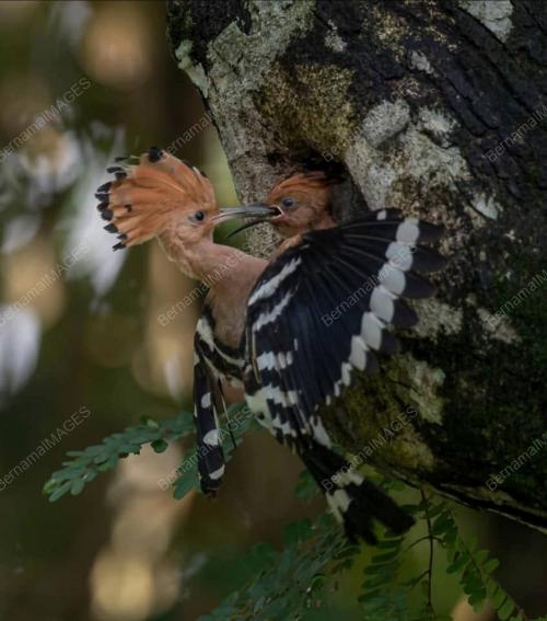BURUNG HUD HUD