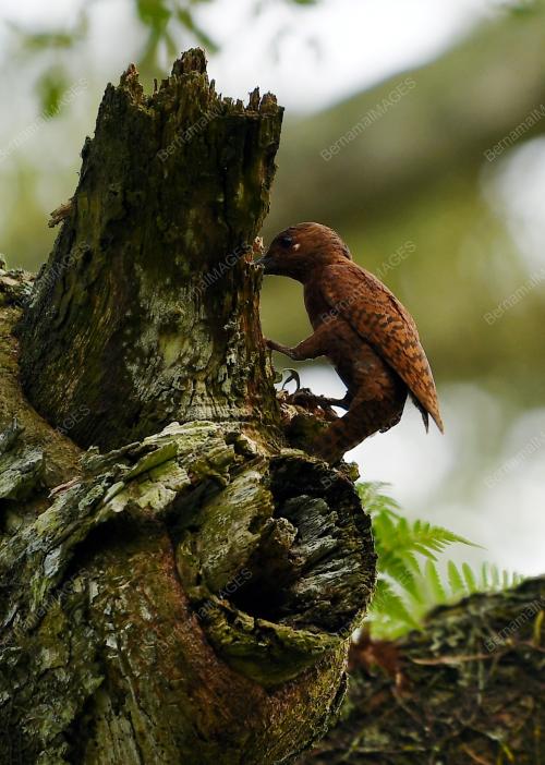 PK07_25072018_TAMAN_ALAM