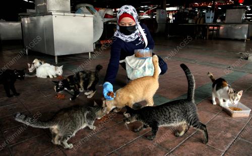 MEMBERI KUCING JALANAN MAKANAN