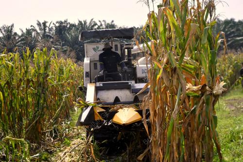 JAGUNG BIJIAN KAMPUNG REDANG SAWA